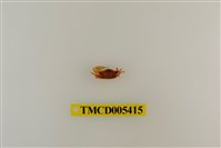 藏品(四角丑招潮蟹)的圖片